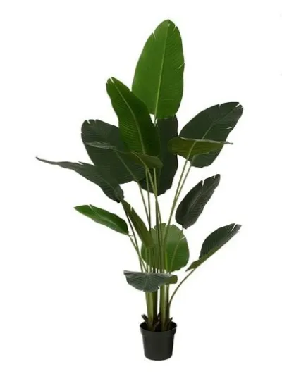 Bananatré í potti h180cm