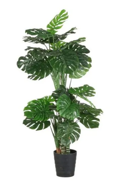 Monstera í potti H195cm