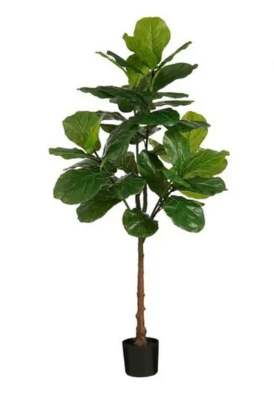 Ficus í potti 182 cm