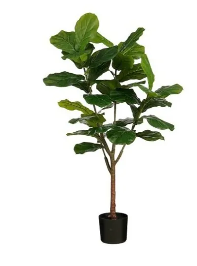 Ficus Lyrata í potti 150 cm
