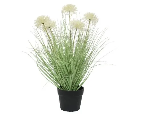 DECORIS - Pottablóm Grass Allium