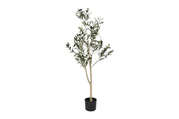 COUNTRYFIELD - Ólífutré Olea