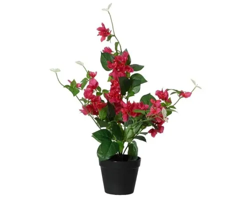 DECORIS - Pottablóm Bougainvillea
