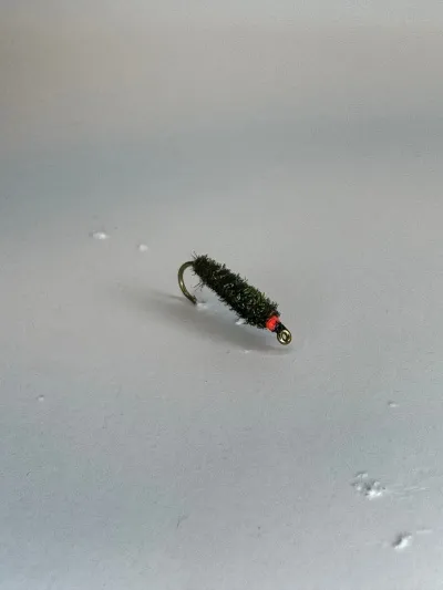 Silungaflugur - Peacock - púpa - 14