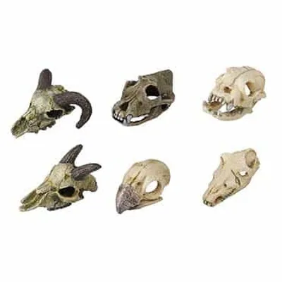 SKULLMINI ASSORTED 7-10cm