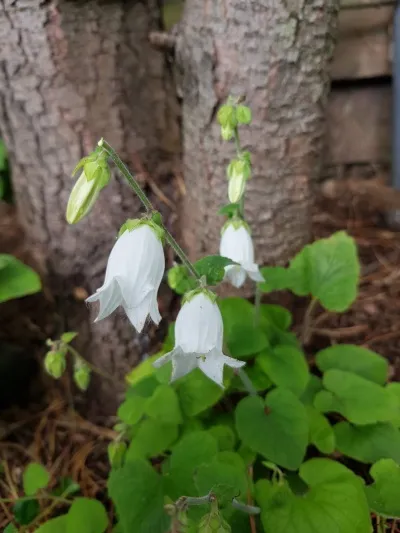 Campanula makaschvilii –