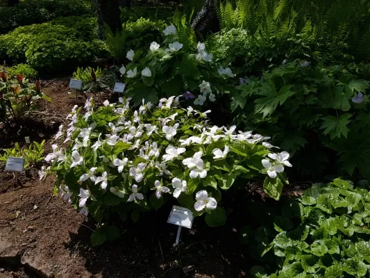 Trillium grandiflorum – Skógarþristur