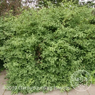 Lonicera nigra – Surtartoppur
