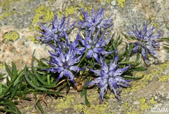 Phyteuma serratum – Bláklukkustrokkur