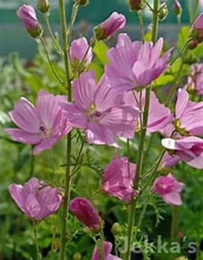 Malva moschata – Moskusrós