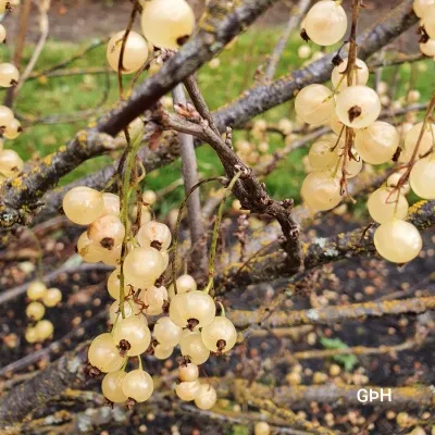 Ribes spicatum ‘Weisse Göteburger’ op – Hvítrifs ‘Weisse Göteburger’ op