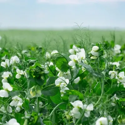 Ertur Ingrid – 700 kg