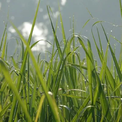 Grænf.S.hafrar. Belinda 600 kg