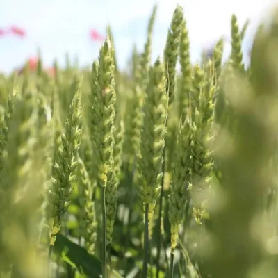 Vorhveiti Helmi 600 kg