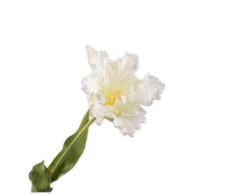 Túlípanar (71 cm) - Cream