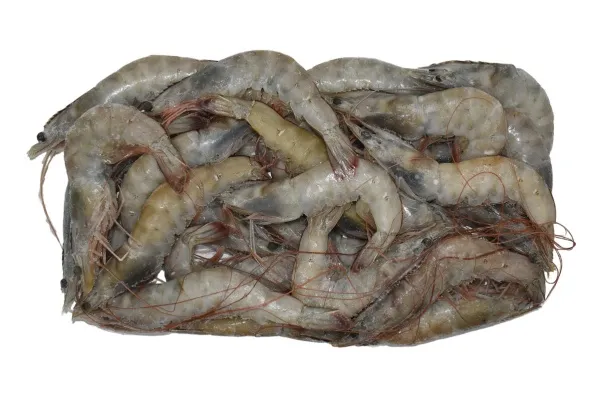 Risarækja Vannamei með haus og skel 20/30