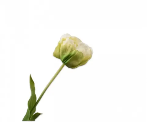 Túlípanar (66 cm) - White