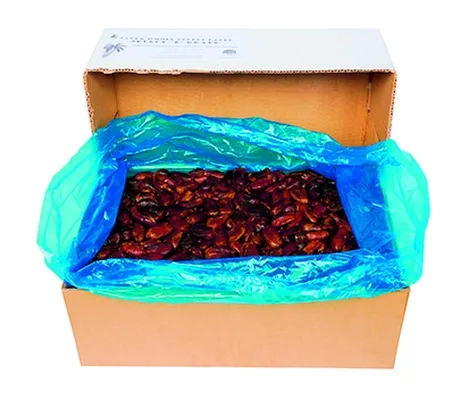 Döðlur heilar steinlausar 10kg