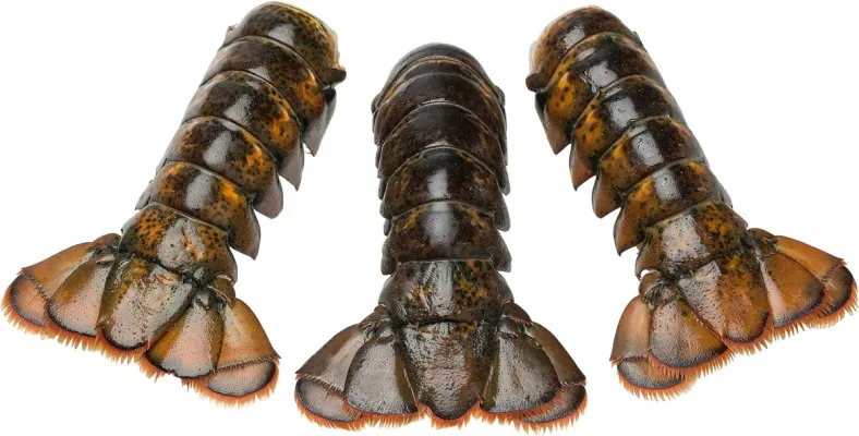 Humarhalar Kanadískir í skel 4/5 OZ. ca. 36 stk/kassa